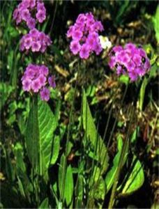 大葉點地梅 大葉點地梅