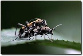 黑紋刺脊天牛 黑紋刺脊天牛