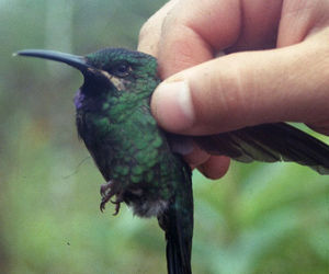 黑輝尾蜂鳥 黑輝尾蜂鳥