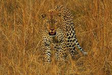 Leopard[動物 - Leopard 豹]