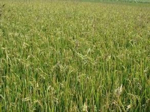 果子市自然村 果子市自然村