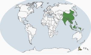 鶴嘴翠鳥分布圖