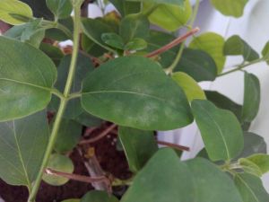 金銀花白粉病 金銀花白粉病