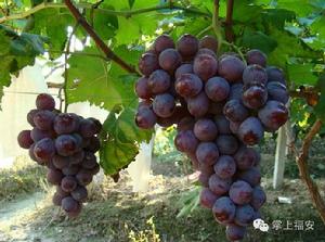 福安葡萄