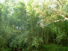 南瑤村[雲南省紅河州縣勐拉鄉下轄村]