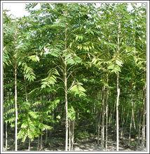 壽光市國有機械林場