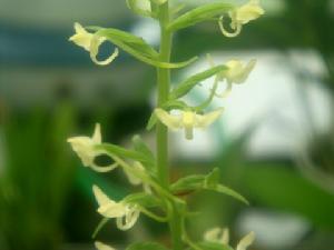 對耳舌唇蘭 對耳舌唇蘭