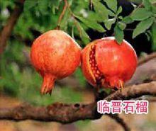 臨晉鎮石榴
