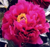 紅霞迎日 紅霞迎日