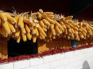 龍門灑村農村經濟-玉米