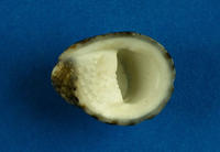 （圖）漁舟蜑螺