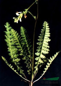 旌節馬先蒿 旌節馬先蒿