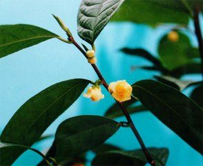 小瓣金花茶 小瓣金花茶