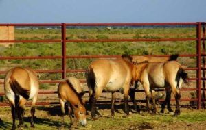 新疆野馬繁育基地 新疆野馬繁育基地