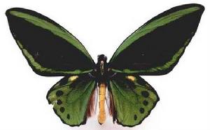 阿魯島綠鳥翼鳳蝶