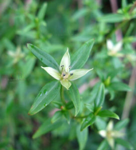 麗江獐牙菜 麗江獐牙菜