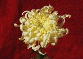 獨立寒秋[菊花品種]