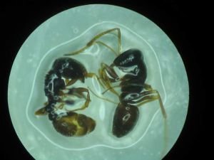 （圖）弓背蟻屬