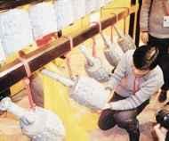 山東章丘洛莊漢墓陪葬坑和祭祀坑遺址