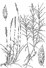 中華結縷草(原變種) 中華結縷草(原變種)