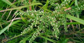 甘肅南牡蒿 甘肅南牡蒿