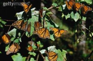 黑脈花小卷蛾 黑脈花小卷蛾