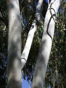 卡卡杜國家公園1