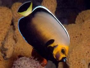 怪面神仙魚 怪面神仙魚