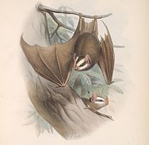 大眼蝠屬 大眼蝠屬