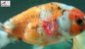 金魚列印病 金魚列印病