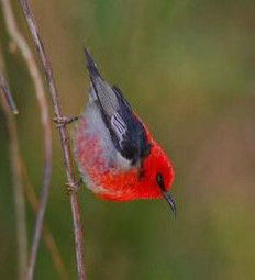 紅簇花蜜鳥 紅簇花蜜鳥
