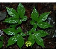 小團葉根 小團葉根