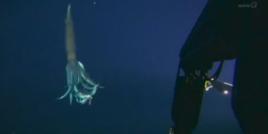 日本8米巨型烏賊 日本8米巨型烏賊