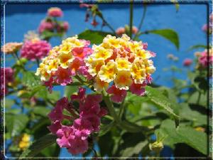 五色梅葉 五色梅葉