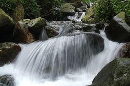 乳源通天蘿森林公園 乳源通天蘿森林公園