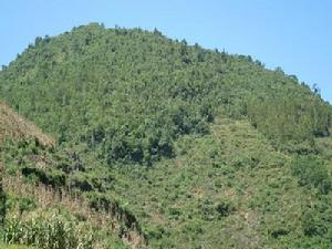 上核桃灣自然村-生態林