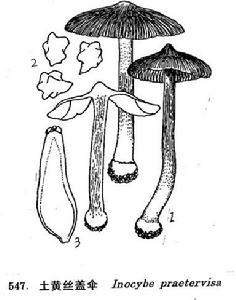 土黃絲蓋傘 土黃絲蓋傘