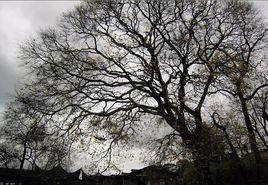 屏南縣長橋鎮 屏南縣長橋鎮