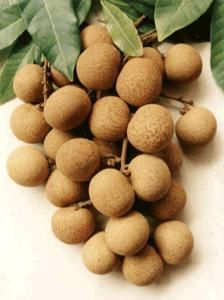 儲良大廣眼 儲良大廣眼