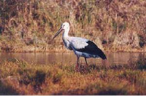 米埔自然保護區