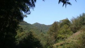 裕安黃巢尖 裕安黃巢尖