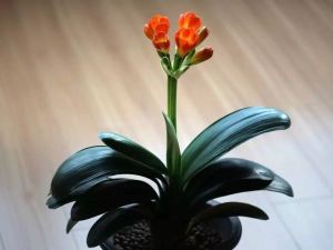 家庭養花“六戒” 家庭養花“六戒”