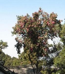 大理古山茶 大理古山茶