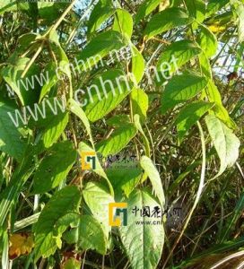 黃毛楤木 黃毛楤木