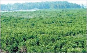 漳江口紅樹林自然保護區