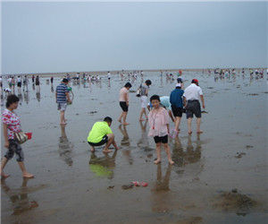 日照趕海 日照趕海