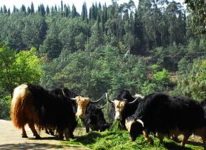 雲南野生動物園