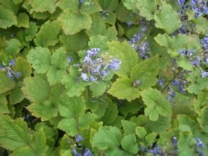 金毛鐵線蓮 金毛鐵線蓮