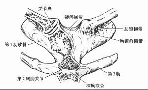 胸鎖關節 胸鎖關節