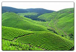 東海龍舌 東海龍舌